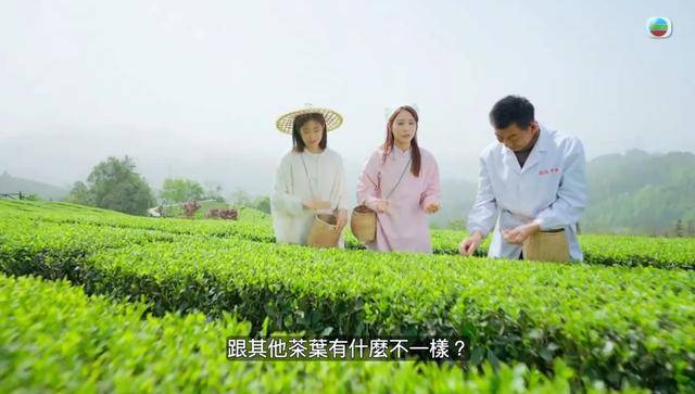 TVB当家花旦陈自瑶恩施大峡谷拍综艺穿民族服饰学采茶萌翻全网