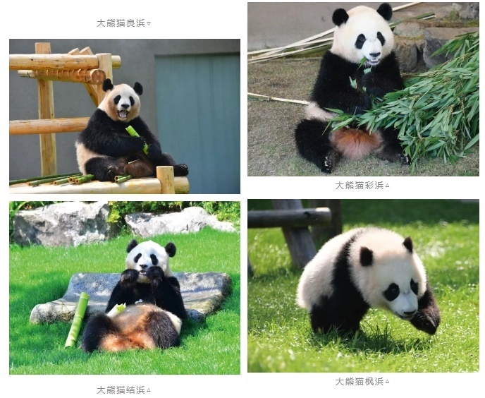 旅日大熊猫良浜结浜彩浜枫浜接受隔离检疫